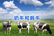 赤峰牛类动物鉴定